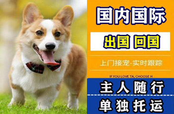 东营市宠物托运公司东营市宠物托运公司东营市宠物托运公司