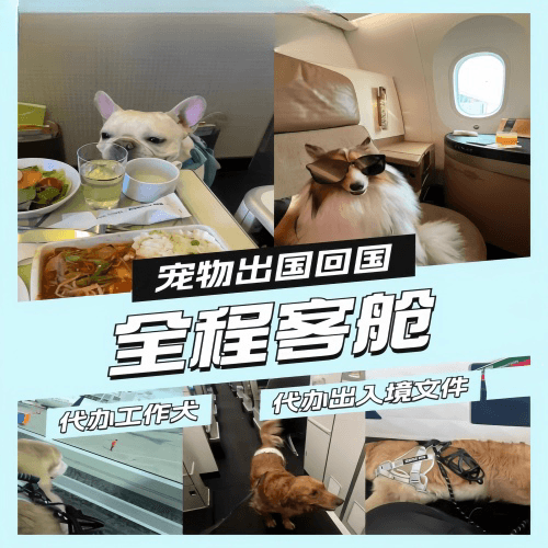东营市宠物托运到白俄罗斯宠物入境规定和要求